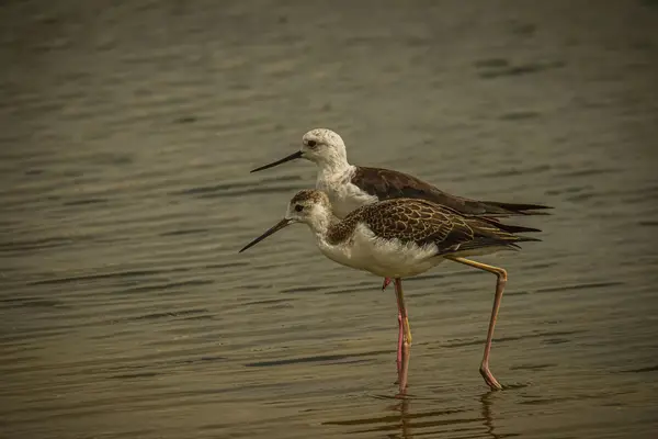 网络电视能收看快手吗,网络电视上怎么看快手