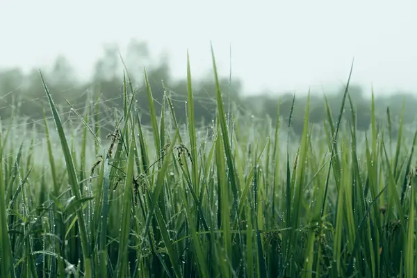 抖音个人号怎么转让?抖音号认证了可以给别人吗(问题答疑)