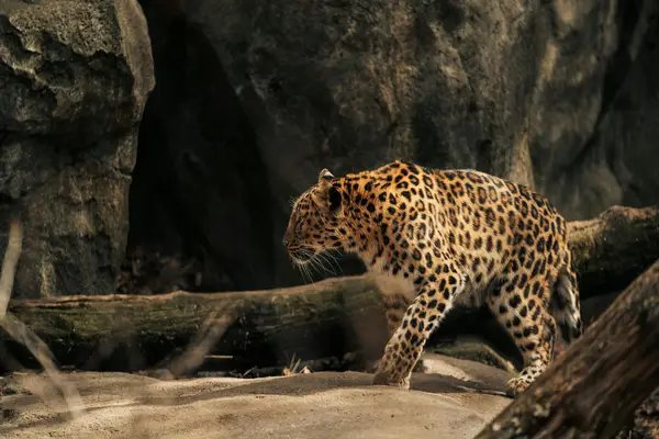 快手主播吃东西违规吗吗,快手发开车作品违规吗