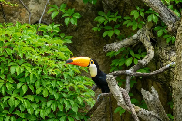 抖音企业认证和蓝V认证有什么区别?怎么开通蓝v认证?